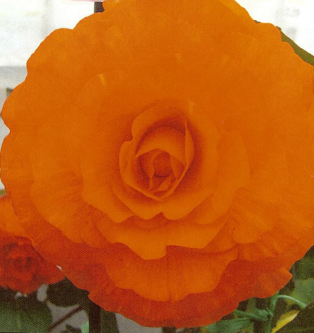 B. ‘George Tatton’